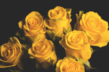 Bouquet of yellow roses close up on black background. Abstract backdrop for seasonal cards, posters, blogs and web design. Romantic and love concept. Copy spaceの写真素材