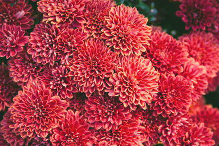 Chrysanthemum flowers close up as a beautiful autumn background. Fall theme concept backdrop. Selective focusの写真素材
