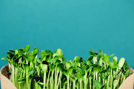 Organic sunflower microgreen sprouts closeup. Selective focus. Healthy food concept backgroundの写真素材