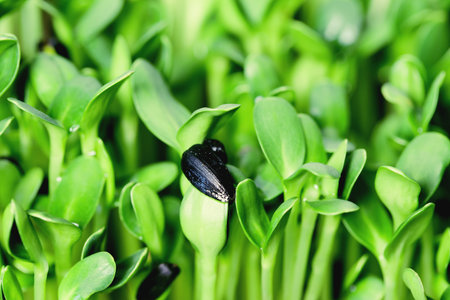 Organic sunflower microgreen sprouts closeup. Selective focus. Healthy food concept background
