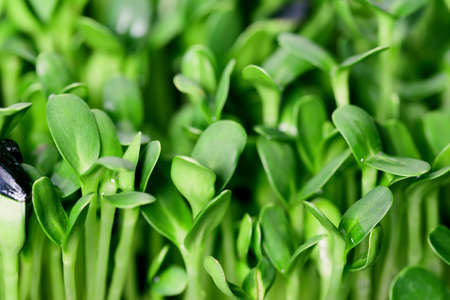 Organic sunflower microgreen sprouts closeup. Selective focus. Healthy food concept backgroundの写真素材