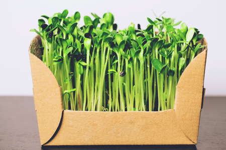 Organic sunflower microgreen sprouts closeup. Selective focus. Healthy food concept backgroundの写真素材