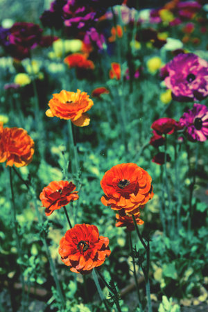 Beautiful ranunculus flowers at the garden. Selective focus. Floral background for seasonal cards,...