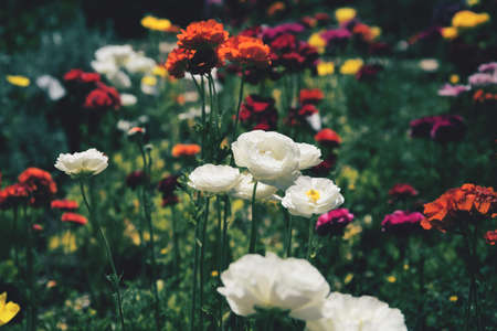 Beautiful ranunculus flowers at the garden. Selective focus. Floral background for seasonal cards, blogs, posters and web designの写真素材