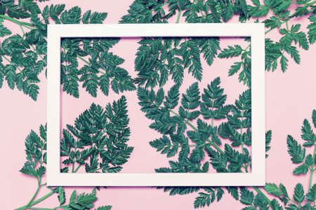 Abstract composition with green leaves and white frame on pastel background. Creative nature layout. Summer concept. Flat lay. Copy spaceの写真素材