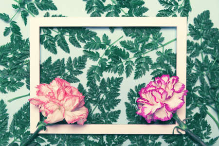 Creative layout made of colorful carnation flowers and green leaves with white frame. Copy space. Flat lay. Nature conceptの写真素材