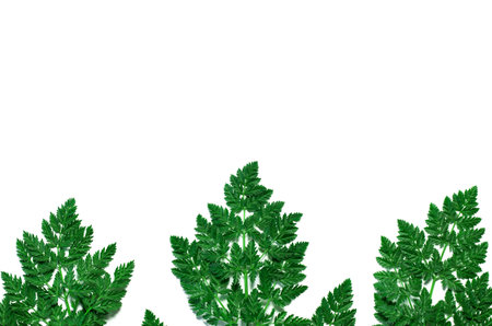 Abstract composition with green leaves on white background. Creative nature layout.  Flat lay. Copy...