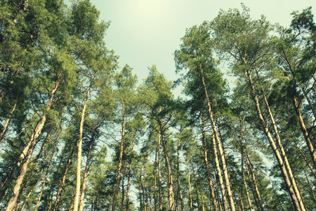Gracefull pine trees in a forest. Nature background for posters, blogs and web design