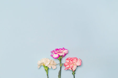Creative layout made of colorful carnation flowers on pastel background. Copy space. Flat lay....