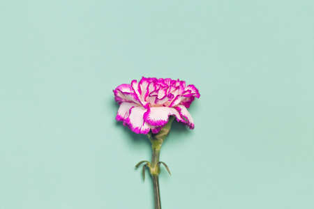 Creative layout made of colorful carnation flower on pastel background close up. Copy space. Flat lay. Nature conceptの写真素材