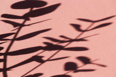 Shadows of eucalyptus branch on pastel background. Abstract backdrop. Nature conceptの写真素材