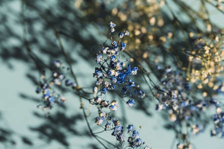 Meadow flowers close up. Beautiful nature background for blogs, postrers, cards, web design. Selective focusの写真素材