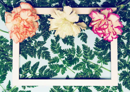 Creative layout made of colorful carnation flowers and green leaves with white frame. Copy space. Flat lay. Nature conceptの写真素材