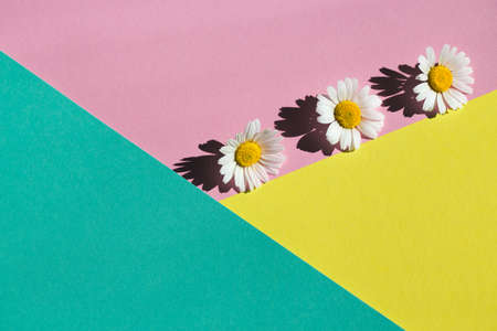 Camomile flowers on pastel background. Floral backdrop for seasonal cards, blogs, posters and web design. Top view. Flat lay. Creative layout. Minimal styleの写真素材