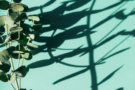 Eucalyptus branch on colorful background. Abstract backdrop for blogs, cards, web design. Nature conceptの写真素材
