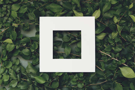 Abstract composition with green leaves and white frame. Creative nature layout for seasonal cards, blogs, web design.  Flat lay. Copy spaceの写真素材