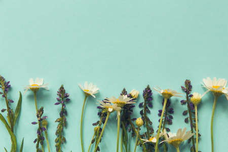 Meadow flowers lying as a frame on pastel background. Minimal style composition. Creative nature layout for seasonal cards, blogs, web design. Top view, copy space. Flat layの写真素材