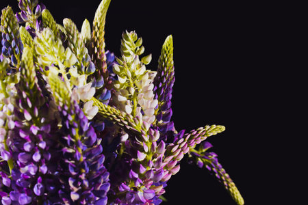 Violet lupin flowers close up as a beautiful floral background for seasonal cards, blogs, posters...