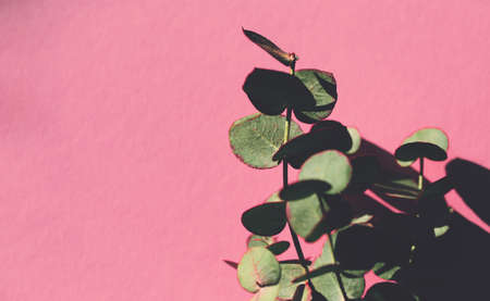 Eucalyptus branch on colorful background. Abstract backdrop for blogs, cards, web design. Nature conceptの写真素材