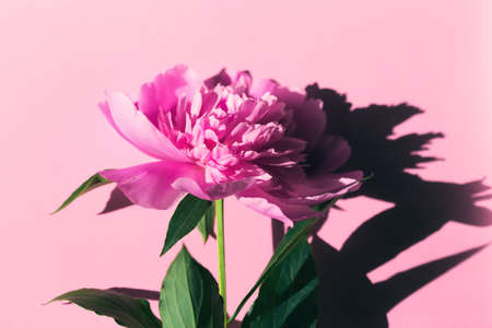 Peony flower in sun light on pastel background close up. Creative layout.  Flat lay. Nature conceptの写真素材