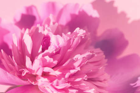 Peony flower  close up. Nature concept background for posters, cards, blogs and web designの写真素材