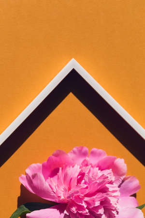 Creative layout made of pink peony flower on colorful background with white frame.  Flat lay. Nature conceptの写真素材
