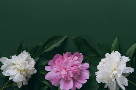 Creative layout made of white and pink peony flowers on green background. Copy space. Flat lay. Nature conceptの写真素材