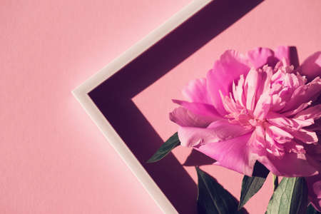 Creative layout made of pink peony flower on colorful background with white frame.  Flat lay. Nature conceptの写真素材