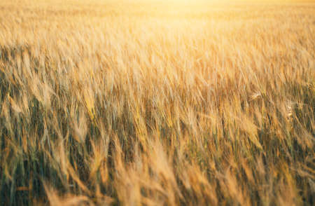 Beautiful wheat field in summer at sunset. Selective focus. Nature background for posters, blogs and web designの写真素材