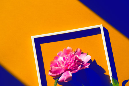 Creative layout made of pink peony flower on colorful background with white frame.  Flat lay. Nature...