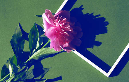 Creative layout made of pink peony flower on colorful background with white frame.  Flat lay. Nature conceptの写真素材