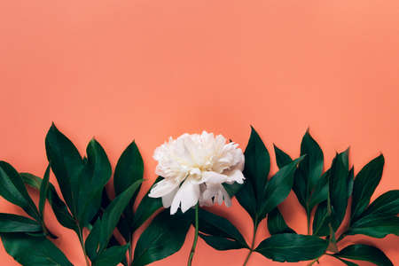 Creative layout made of white peony flower on pastel background. Copy space. Flat lay. Nature conceptの写真素材