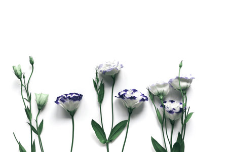 Beautiful eustoma flowers on white background . Minimal style composition. Nature backdrop for...