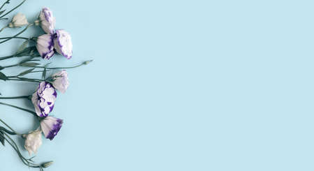 Beautiful eustoma flowers on blue pastel background . Minimal style composition. Nature backdrop for seasonal cards, blogs, web design. Top view, copy space. Flat layの写真素材