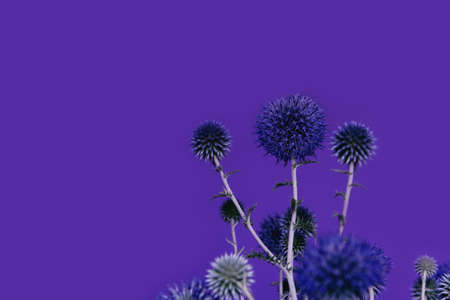 Beautiful eryngium flowers lying as a frame on pastel background. Nature concept. Selective focus. Flat lay. Top view. Copy space.の写真素材