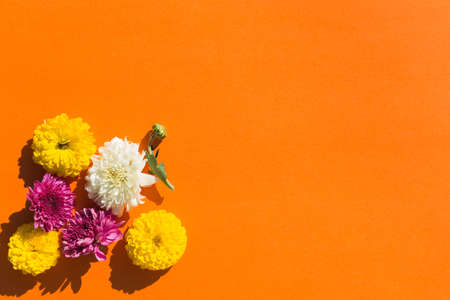 Chrysanthemum flowers on bright background. Floral backdrop. Minimal style composition. Top view. Copy space.の写真素材