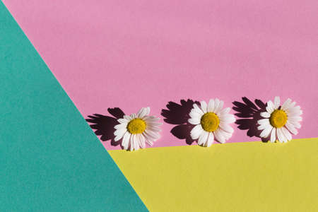 Camomile flowers on pastel background. Floral backdrop for seasonal cards, blogs, posters and web design. Top view. Flat lay. Creative layout. Minimal styleの写真素材