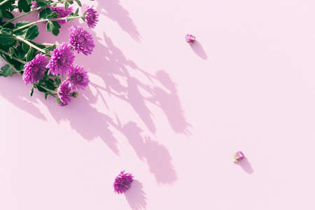 Creative layout made of chrysanthemum flowers on pastel background. Beautiful floral backdrop. Nature consept. Idea for seasonal cards and web design. Selective focusの写真素材