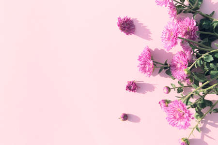 Creative layout made of chrysanthemum flowers on pastel background. Beautiful floral backdrop. Nature consept. Idea for seasonal cards and web design. Selective focusの写真素材