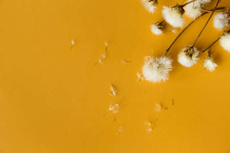 Dried dandelion flowers on colorful background. Nature concept backdrop.Top view. Flat lay. Copy spaceの写真素材