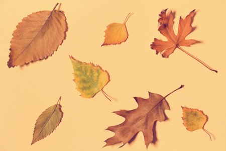 Dried autumn leaves on pastel background. Fall concept. Seasonal nature backdrop. Top view. Copy...