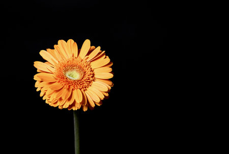 Beautiful gerbera flower on black background. Nature concept. Minimal style composition for posters,...