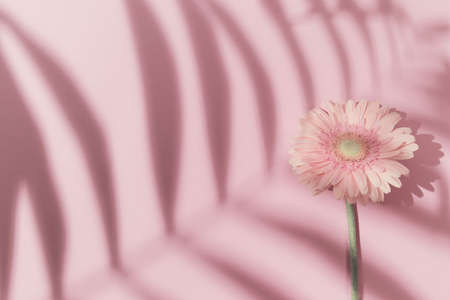Beautiful gerbera flower with palm tree leaf shadow on pink pastel background. Creative layout. Nature concept. Top view. Flat lay. Copy spaceの写真素材