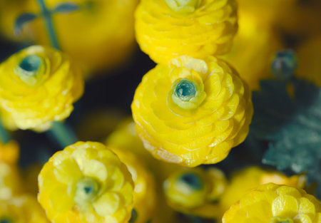 Bouquet of buttercup close up. Nature concept. Beautiful background for seasonal cards, posters, blogs and web designの写真素材