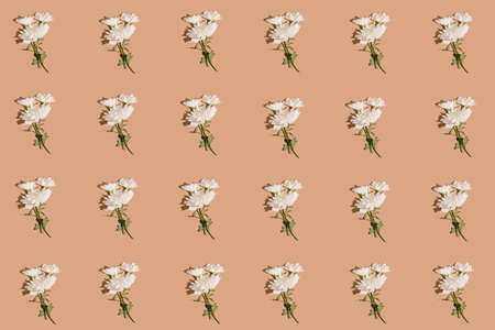 Creative pattern made with white chrysanthemum flowers on beige background. Nature concept.Minimal style. Sunlit flat lay. Top viewの写真素材