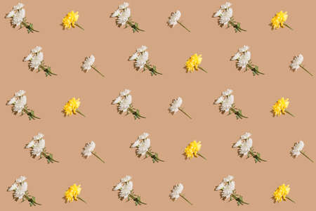Creative pattern made with white and yellow chrysanthemum flowers on beige background. Nature concept.Minimal style. Sunlit flat lay. Top viewの写真素材