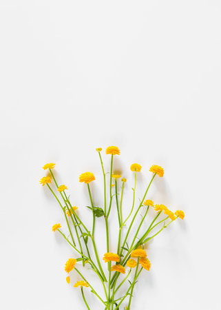 Yellow buttercup flowers on white background. Nature concept. Top view. Flat lay