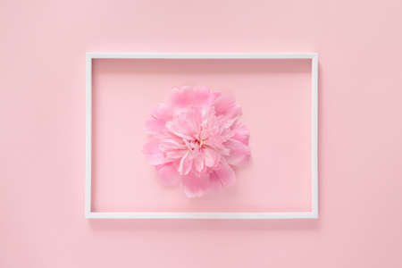 Pink peony flower close up on colorful background with white frame. Minimal style composition. Flat lay. Top view. Nature conceptの写真素材