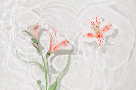 Alstroemeria flowers in water. Summer composition with sun and shadows. Nature concept. Top view....