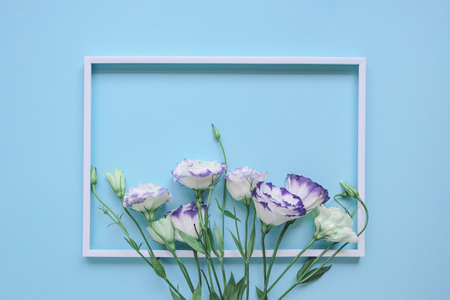 Beautiful eustoma flowers on blue pastel background with white frame. Minimal style composition. Nature backdrop for seasonal cards, blogs, web design. Top view. Flat layの写真素材